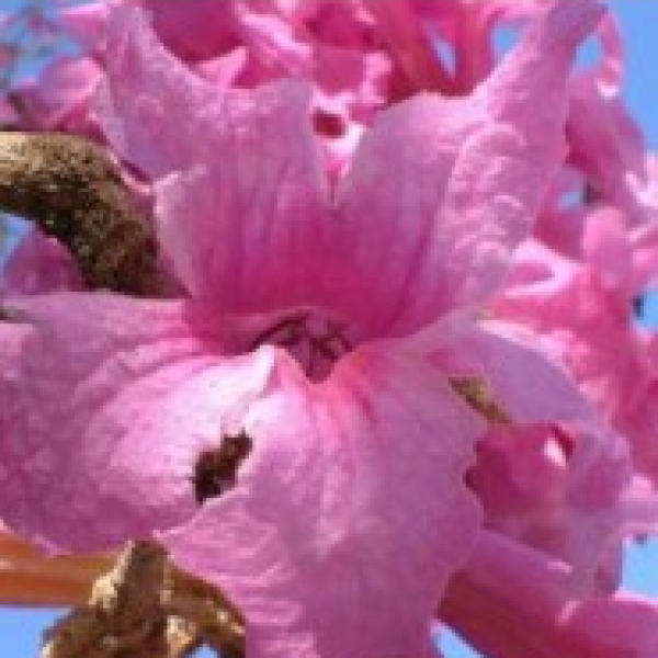 Tabebuia Rosea - Pink trumpet tree